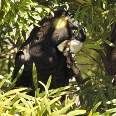 Zanda funerea (Yellow-tailed Black-Cockatoo) at Aranda, ACT - 31 Jul 2020 by KMcCue