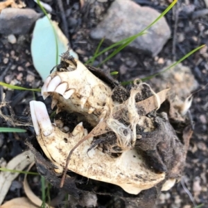 Trichosurus vulpecula at Booth, ACT - 22 Jul 2020