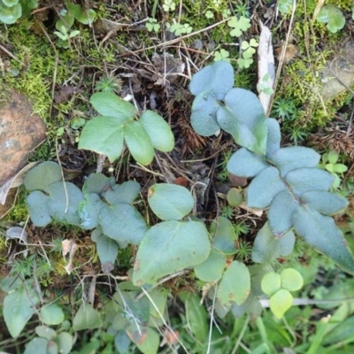 Pellaea calidirupium (Hot Rock Fern) at Black Mountain - 30 Jul 2020 by RWPurdie