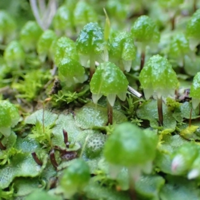 Asterella drummondii (A thallose liverwort) at Molonglo Valley, ACT - 31 Jul 2020 by RWPurdie