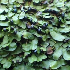 Targionia lorbeeriana (A liverwort) at Black Mountain - 30 Jul 2020 by RWPurdie