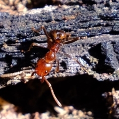 Papyrius nitidus (Shining Coconut Ant) at Stromlo, ACT - 31 Jul 2020 by Kurt