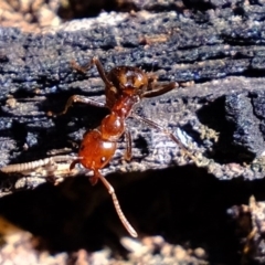 Papyrius nitidus (Shining Coconut Ant) at Block 402 - 31 Jul 2020 by Kurt