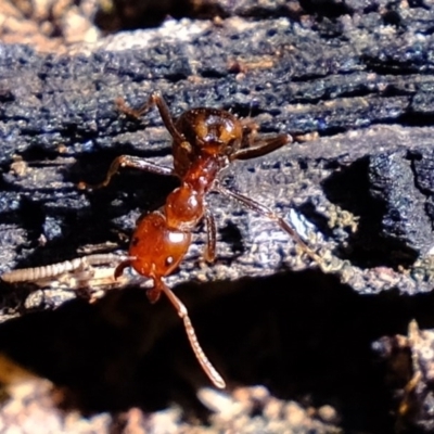 Papyrius nitidus (Shining Coconut Ant) at Block 402 - 31 Jul 2020 by Kurt