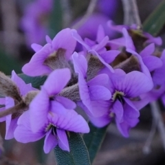 Hovea heterophylla (Common Hovea) at Stromlo, ACT - 31 Jul 2020 by Kurt