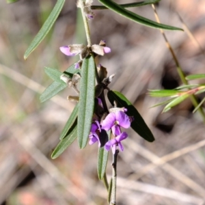 Hovea heterophylla at Stromlo, ACT - 31 Jul 2020