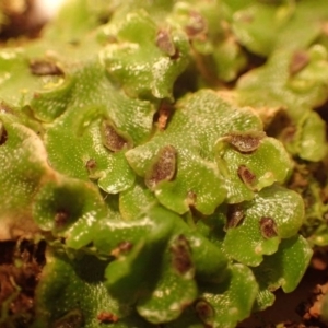 Lunularia cruciata at Acton, ACT - 30 Jul 2020 06:47 AM