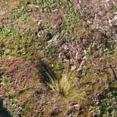 Nassella trichotoma (Serrated Tussock) at Mount Ainslie - 31 Jul 2020 by Avery