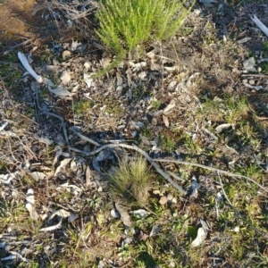 Nassella trichotoma at Majura, ACT - 31 Jul 2020