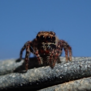 Salticidae (family) at Dalmeny, NSW - 31 Jul 2020