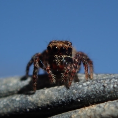 Salticidae (family) (Jumping spider) at Dalmeny, NSW - 31 Jul 2020 by Laserchemisty