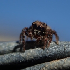 Salticidae (family) at Dalmeny, NSW - 31 Jul 2020