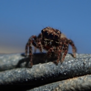 Salticidae (family) at Dalmeny, NSW - 31 Jul 2020 11:51 AM