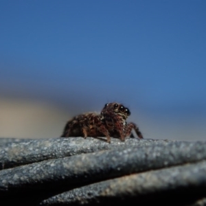 Salticidae (family) at Dalmeny, NSW - 31 Jul 2020 11:51 AM