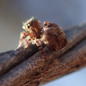 Salticidae (family) at Dalmeny, NSW - 31 Jul 2020 11:51 AM