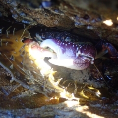 Leptograpsus variegatus (Purple Rock Crab) at Dalmeny, NSW - 29 Jul 2020 by Laserchemisty