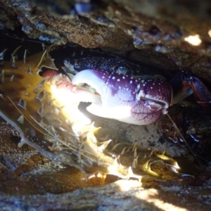 Leptograpsus variegatus at Dalmeny, NSW - 29 Jul 2020