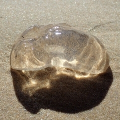 Unidentified Jellyfish or Hydroid  at North Narooma, NSW - 29 Jul 2020 by Laserchemisty
