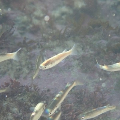 Unverified Fish at Dalmeny, NSW - 30 Jul 2020 by Laserchemisty