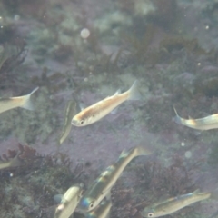 Unidentified Fish (TBC) at Dalmeny, NSW - 30 Jul 2020 by Laserchemisty