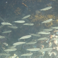 Myxus elongatus at Dalmeny, NSW - 30 Jul 2020 10:05 AM