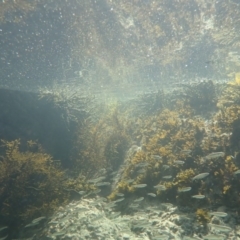 Myxus elongatus at Dalmeny, NSW - 30 Jul 2020 10:05 AM
