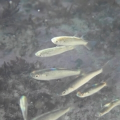 Myxus elongatus at Dalmeny, NSW - 30 Jul 2020 10:05 AM