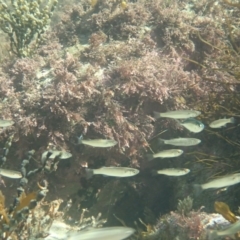 Myxus elongatus at Dalmeny, NSW - 30 Jul 2020 10:05 AM