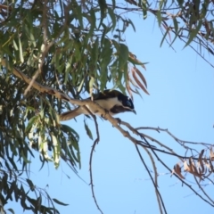 Entomyzon cyanotis (Blue-faced Honeyeater) at Curtin, ACT - 31 Jul 2020 by Rowg