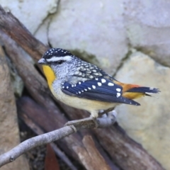 Pardalotus punctatus (Spotted Pardalote) at Acton, ACT - 31 Jul 2020 by AlisonMilton