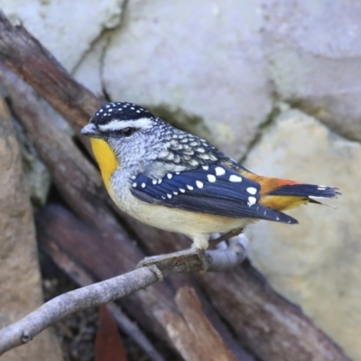 Pardalotus punctatus (Spotted Pardalote) at ANBG - 31 Jul 2020 by AlisonMilton