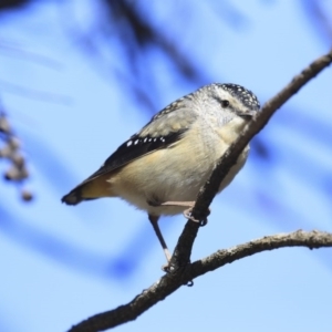 Pardalotus punctatus at Acton, ACT - 31 Jul 2020