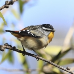 Pardalotus punctatus at Acton, ACT - 31 Jul 2020