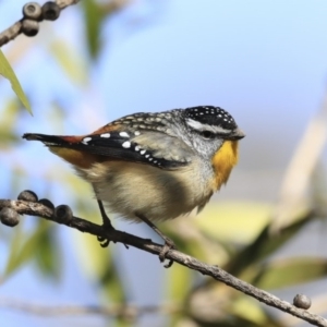 Pardalotus punctatus at Acton, ACT - 31 Jul 2020