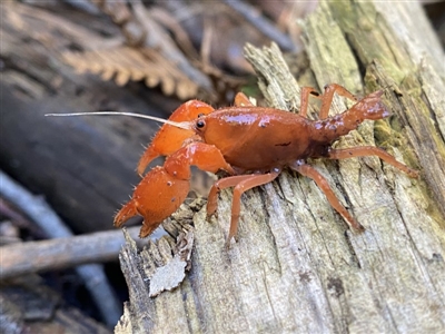 Engaeus cymus (Blunt Nosed Burrowing Crayfish.) at Uriarra Village, ACT - 23 Jul 2020 by Salmoy7