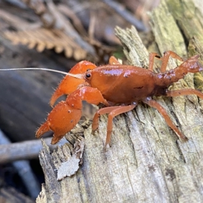 Engaeus cymus (Blunt Nosed Burrowing Crayfish.) at Uriarra Village, ACT - 24 Jul 2020 by Salmoy7