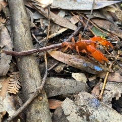 Engaeus cymus at Uriarra Village, ACT - 24 Jul 2020 09:13 AM