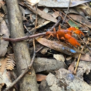 Engaeus cymus at Uriarra Village, ACT - 24 Jul 2020 09:13 AM