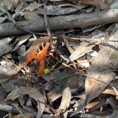 Engaeus cymus at Uriarra Village, ACT - 24 Jul 2020