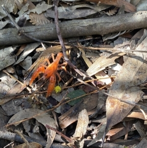 Engaeus cymus at Uriarra Village, ACT - 24 Jul 2020