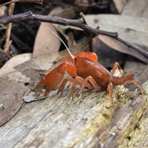 Engaeus cymus at Uriarra Village, ACT - 24 Jul 2020