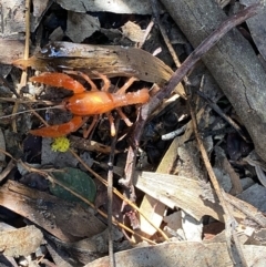 Engaeus cymus at Uriarra Village, ACT - 24 Jul 2020