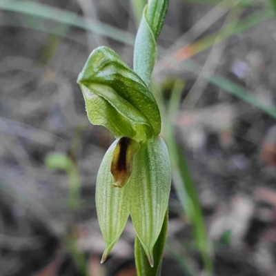 Bunochilus umbrinus (Broad-sepaled Leafy Greenhood) at Black Mountain - 31 Jul 2020 by shoko