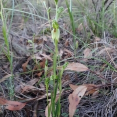 Bunochilus umbrinus (ACT) = Pterostylis umbrina (NSW) at suppressed - 31 Jul 2020