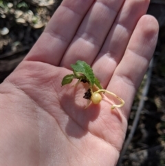 Pterostylis sp. (A Greenhood) at Tidbinbilla Nature Reserve - 31 Jul 2020 by MattM