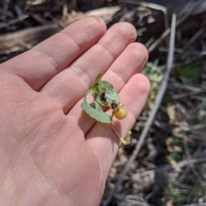 Pterostylis sp. at Paddys River, ACT - suppressed