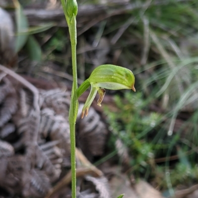 Bunochilus montanus (ACT) = Pterostylis jonesii (NSW) (Montane Leafy Greenhood) at Paddys River, ACT - 31 Jul 2020 by MattM