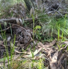 Bunochilus montanus (ACT) = Pterostylis jonesii (NSW) at Paddys River, ACT - 31 Jul 2020