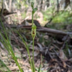 Bunochilus montanus (ACT) = Pterostylis jonesii (NSW) at Paddys River, ACT - suppressed