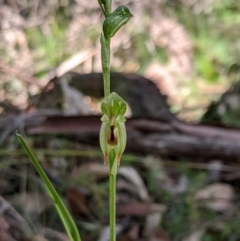 Bunochilus montanus (ACT) = Pterostylis jonesii (NSW) at Paddys River, ACT - suppressed